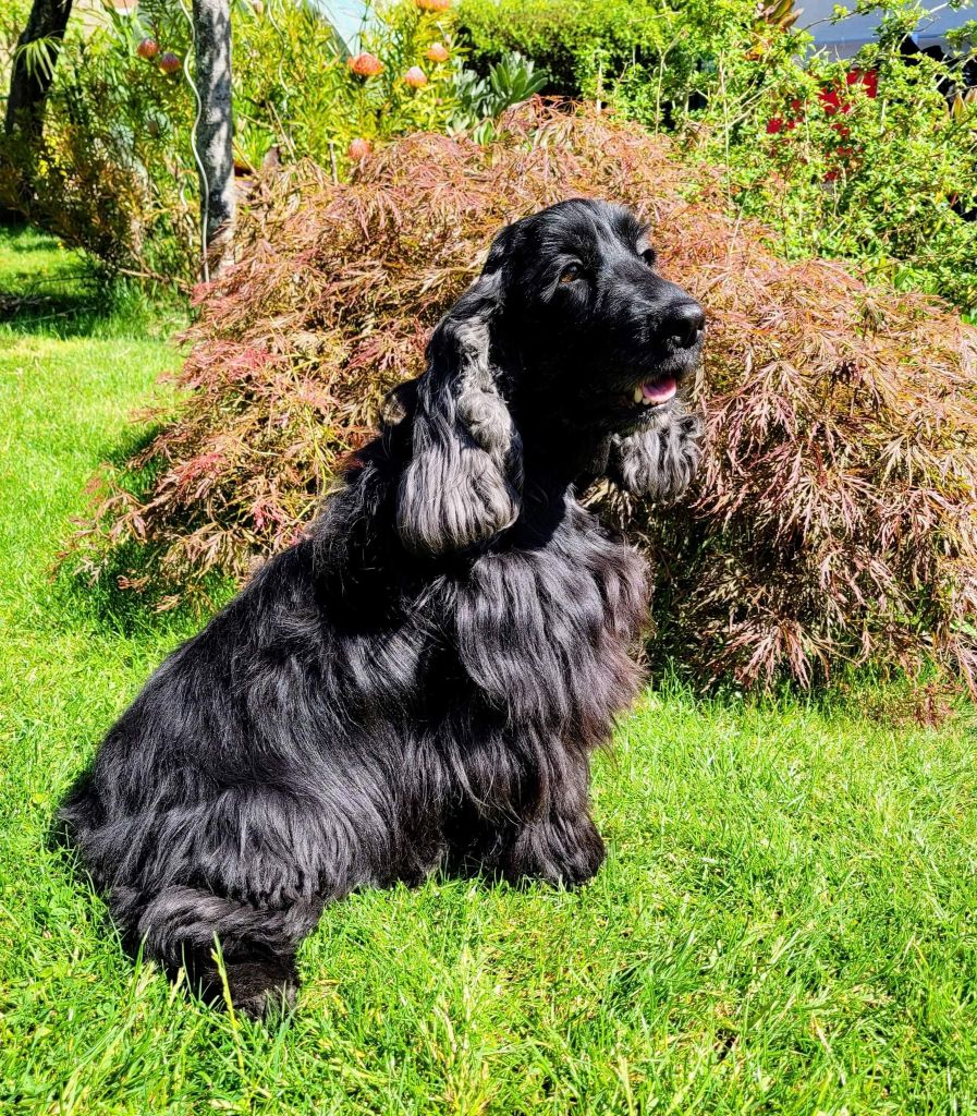Maddy du clos des flambloyants